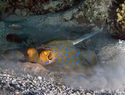 Blue spotted stingray finding its next hiding spot, taken... by Nikki Van Veelen 